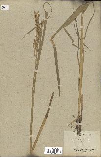 spécimen de Oryza sativa