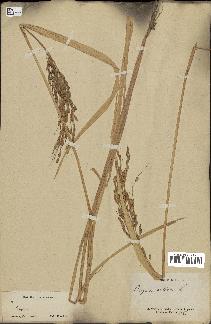 spécimen de Oryza sativa