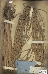 spécimen de Oryza sativa