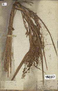 spécimen de Oryza sativa