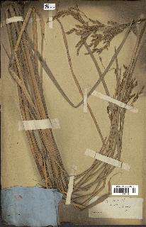 spécimen de Oryza sativa