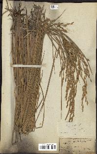 spécimen de Oryza sativa