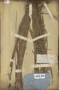 spécimen de Oryza sativa