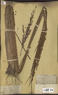 spécimen de Oryza sativa