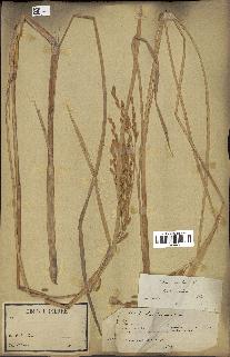 spécimen de Oryza sativa