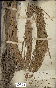 spécimen de Oryza sativa