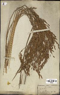 spécimen de Oryza sativa