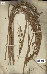 spécimen de Oryza sativa