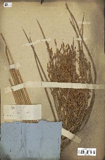 spécimen de Oryza sativa