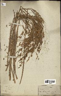 spécimen de Oryza sativa