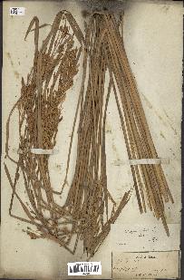spécimen de Oryza sativa