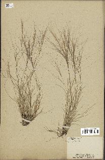 spécimen de Aristida venustula