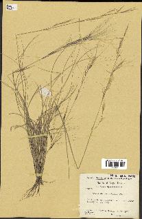 spécimen de Aristida venustula