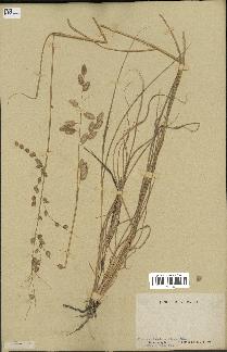 spécimen de Eragrostis superba