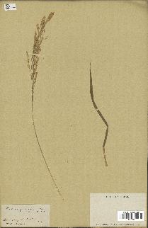 spécimen de Panicum miliaceum