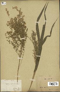 spécimen de Panicum miliaceum