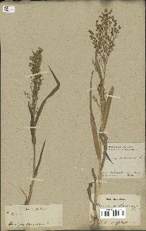 spécimen de Panicum miliaceum