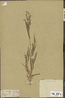 spécimen de Panicum miliaceum