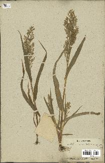 spécimen de Panicum miliaceum