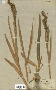 spécimen de Panicum miliaceum