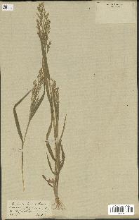 spécimen de Panicum miliaceum