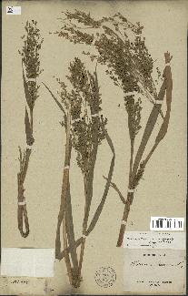 spécimen de Panicum miliaceum