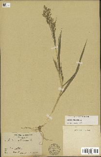 spécimen de Panicum miliaceum