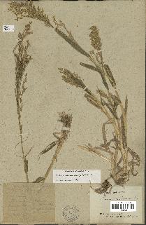 spécimen de Panicum miliaceum