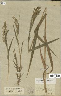 spécimen de Panicum miliaceum