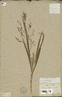 spécimen de Panicum miliaceum