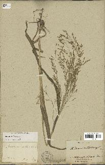 spécimen de Panicum miliaceum