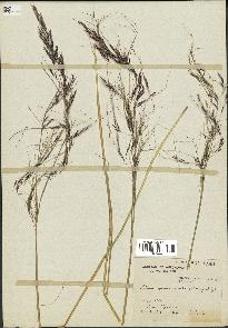 spécimen de Stipa pauciciliata