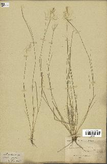 spécimen de Stipa papposa