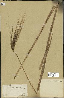 spécimen de Triticum vulgare