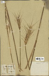 spécimen de Triticum sativum