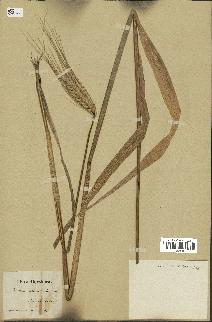 spécimen de Triticum sativum