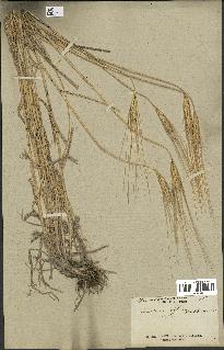 spécimen de Triticum monococcum