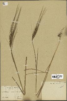 spécimen de Triticum monococcum