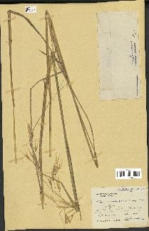 spécimen de Stipa crassiflora