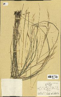 spécimen de Stipa crassiflora