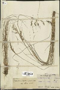 spécimen de Piptochaetium stipoides