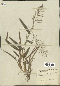 spécimen de Panicum pilosum