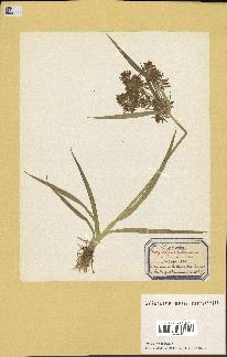 spécimen de Cyperus esculentus