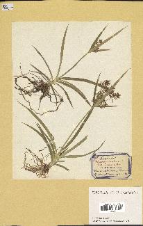 spécimen de Cyperus esculentus