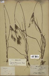 spécimen de Cyperus tenuiculmis