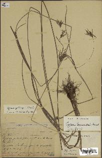 spécimen de Cyperus tenuiculmis