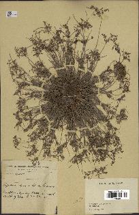 spécimen de Fimbristylis sp.