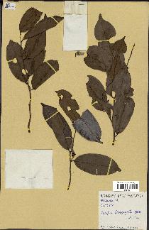 spécimen de Xylopia sp.