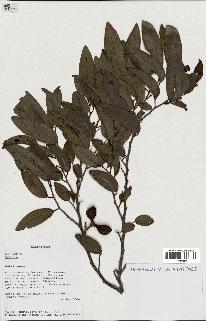 spécimen de Xylopia sp.