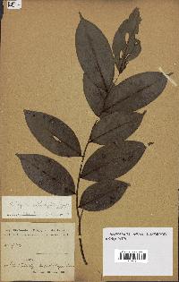spécimen de Xylopia aethiopica